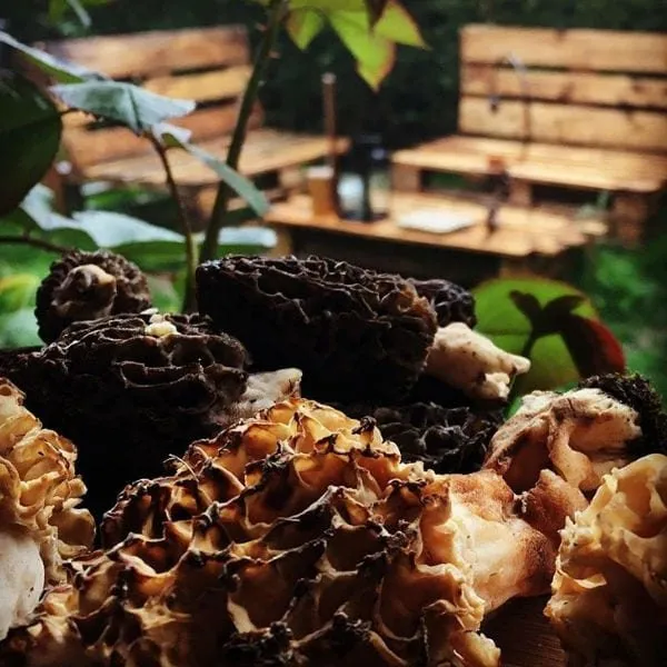Múrgoles i altres bolets de temporada, crus i sencers, amuntegats en una safata a la cuina.